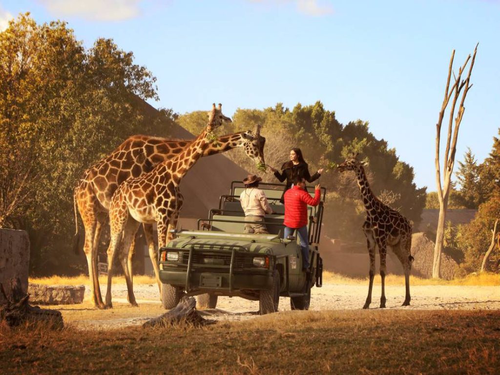 Africam